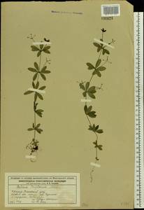 Подмаренник трехцветковый Michx., Восточная Европа, Волжско-Камский район (E7) (Россия)