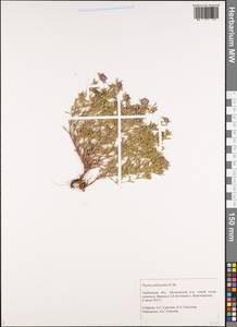 Тимьян Палласа, Чабрец Палласа Heinr.Braun, Восточная Европа, Центральный лесостепной район (E6) (Россия)