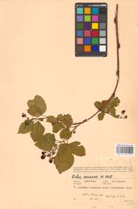 Ежевика несская, Куманика Hall, Восточная Европа, Белоруссия (E3a) (Белоруссия)