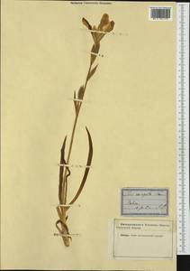 Iris variegata L., Западная Европа (EUR) (Неизвестно)