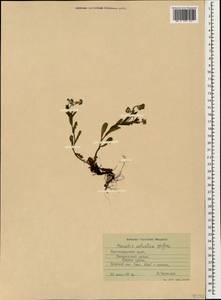 Незабудка лесная Ehrh. ex Hoffm., Кавказ, Черноморское побережье (от Новороссийска до Адлера) (K3) (Россия)