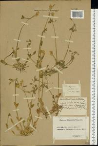 Костенец зонтичный L., Восточная Европа, Ростовская область (E12a) (Россия)