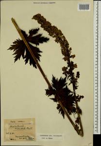 Борец восточный Mill., Кавказ, Краснодарский край и Адыгея (K1a) (Россия)