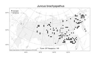 Juncus brachyspathus, Ситник короткоприцветниковый Maxim., Атлас флоры России (FLORUS) (Россия)