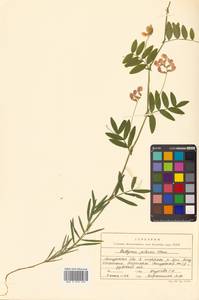 Lathyrus palustris subsp. palustris, Сибирь, Дальний Восток (S6) (Россия)