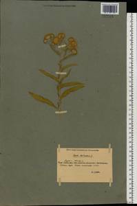 Pentanema britannicum (L.) D.Gut.Larr., Santos-Vicente, Anderb., E.Rico & M.M.Mart.Ort., Восточная Европа, Южно-Украинский район (E12) (Украина)