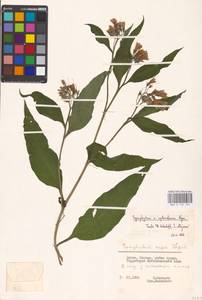 Symphytum ×uplandicum Nyman, Восточная Европа, Литва (E2a) (Литва)
