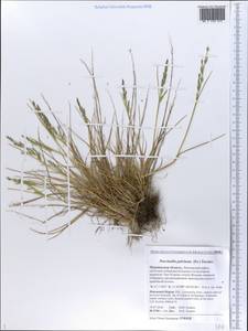 Puccinellia capillaris subsp. pulvinata (Fr.) Tzvelev, Восточная Европа, Северный район (E1) (Россия)