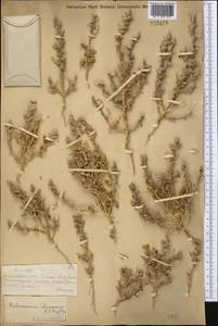 Галимокнемис твердоплодный (Pall.) C. A. Mey., Средняя Азия и Казахстан, Муюнкумы, Прибалхашье и Бетпак-Дала (M9) (Казахстан)