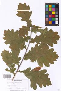 Дуб черешчатый, Дуб обыкновенный L., Восточная Европа, Московская область и Москва (E4a) (Россия)