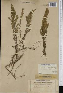 Seriphidium caerulescens subsp. gallicum (Willd.) J. Sojak, Западная Европа (EUR) (Франция)