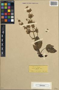 Salvia frigida Boiss., Зарубежная Азия (ASIA) (Турция)