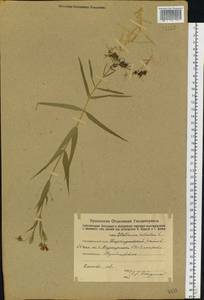 Rabelera holostea (L.) M. T. Sharples & E. A. Tripp, Восточная Европа, Восточный район (E10) (Россия)