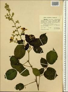 Rubus steudneri Schweinf., Африка (AFR) (Эфиопия)