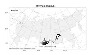 Thymus altaicus, Тимьян алтайский, Чабрец алтайский Klokov & Des.-Shost., Атлас флоры России (FLORUS) (Россия)