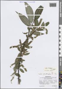 Salix × rubens Schrank, Восточная Европа, Средневолжский район (E8) (Россия)