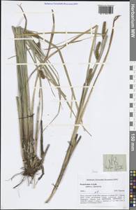 Осока, Сибирь, Алтай и Саяны (S2) (Россия)