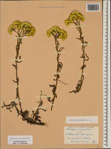 Цмин армянский DC., Кавказ, Армения (K5) (Армения)