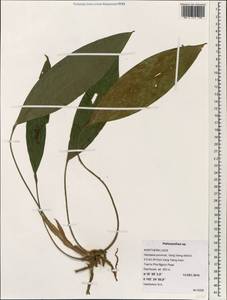 Peliosanthes, Зарубежная Азия (ASIA) (Лаос)