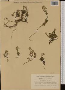 Noccaea cepaeifolia (Wulfen) Rchb., Западная Европа (EUR) (Австрия)