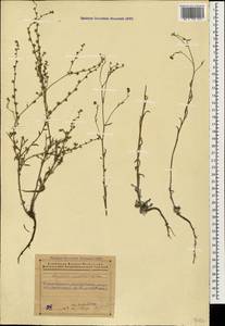 Липучка бородчатая (M.Bieb.) Menyh., Кавказ, Азербайджан (K6) (Азербайджан)