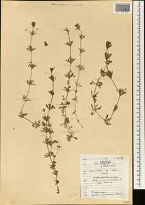 Galium verrucosum Huds., Африка (AFR) (Марокко)