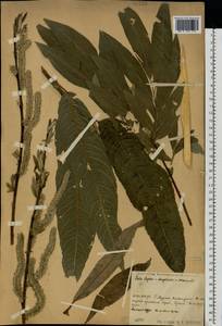 Ива [гибрид], Восточная Европа, Центральный район (E4) (Россия)