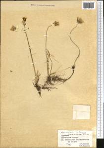 Pseudosedum multicaule (Boiss. & Buhse) Boriss., Средняя Азия и Казахстан, Копетдаг, Бадхыз, Малый и Большой Балхан (M1) (Туркмения)