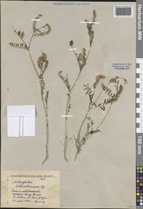 Астрагал Шмальгаузена Bunge, Средняя Азия и Казахстан, Западный Тянь-Шань и Каратау (M3) (Киргизия)