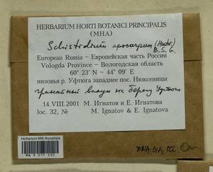 Schistidium apocarpum (Hedw.) Bruch & Schimp., Гербарий мохообразных, Мхи - Архангельская и Вологодская области, Коми, Ненецкий АО (B7) (Россия)
