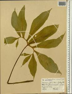 Sauromatum venosum (Dryand. ex Aiton) Kunth, Африка (AFR) (Эфиопия)