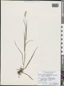 Тимофеевка луговая L., Восточная Европа, Центральный лесостепной район (E6) (Россия)