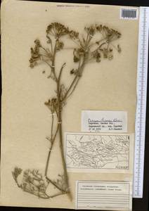 Прангос курчавокрылый DC., Средняя Азия и Казахстан, Западный Тянь-Шань и Каратау (M3) (Киргизия)