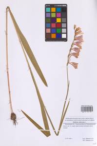 Шпажник черепитчатый L., Восточная Европа, Московская область и Москва (E4a) (Россия)