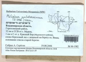Ptilidium pulcherrimum (Weber) Vain., Гербарий мохообразных, Мхи - Центральное Нечерноземье (B6) (Россия)