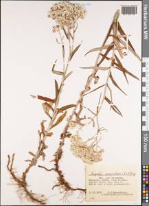 Анафалис жемчужный (L.) Benth., Америка (AMER) (США)