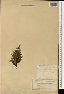 Vandenboschia radicans (Sw.) Copel., Зарубежная Азия (ASIA) (Россия)