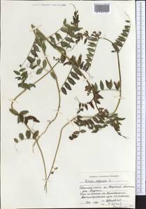 Горошек заборный L., Средняя Азия и Казахстан, Северный и Центральный Тянь-Шань (M4) (Киргизия)