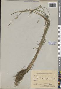 Осока Петерса (C.A.Mey. ex F.Schmidt) Akiyama, Сибирь, Дальний Восток (S6) (Россия)