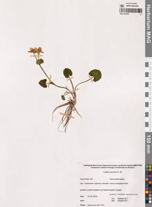 Калужница укореняющаяся (T.F.Forst.) Beck, Сибирь, Чукотка и Камчатка (S7) (Россия)