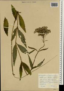 Eupatorium japonicum Thunb., Зарубежная Азия (ASIA) (КНДР)