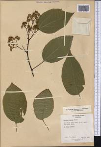 Hovenia dulcis Thunb., Америка (AMER) (США)