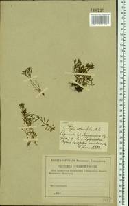 Дербенник волжский D. A. Webb, Восточная Европа, Средневолжский район (E8) (Россия)