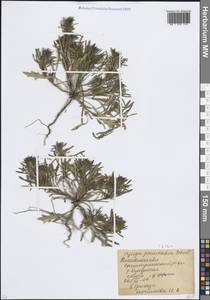 Живучка хиосская (Schreb.) Arcang., Восточная Европа, Ростовская область (E12a) (Россия)