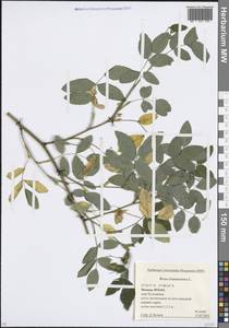 Шиповник майский Herrm., Восточная Европа, Московская область и Москва (E4a) (Россия)