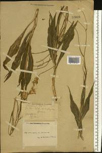 Pseudopodospermum hispanicum subsp. hispanicum, Восточная Европа, Ростовская область (E12a) (Россия)