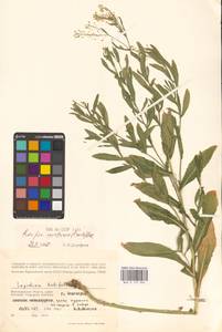 Жерушник австрийский (Crantz) Besser, Восточная Европа, Нижневолжский район (E9) (Россия)