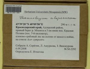 Thamnobryum alopecurum (Hedw.) Gangulee, Гербарий мохообразных, Мхи - Северный Кавказ и Предкавказье (B12) (Россия)
