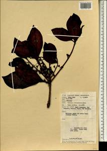 Polyspora concentricicatrix (Burkill) Orel, Peter G.Wilson, Curry & Luu, Зарубежная Азия (ASIA) (Малайзия)