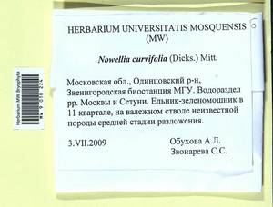 Nowellia curvifolia (Dicks.) Mitt., Гербарий мохообразных, Мхи - Москва и Московская область (B6a) (Россия)